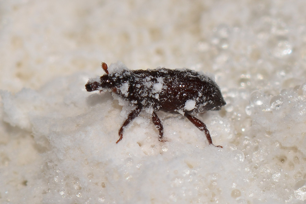 Dryophthorus corticalis - Dryophthoridae